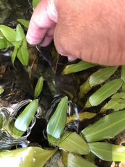 Potamogeton diversifolius