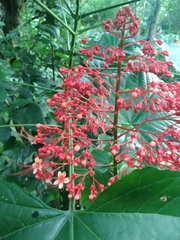Clerodendrum paniculatum