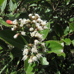 Ageratina tinifolia