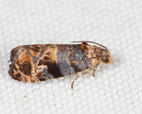 Paralobesia monotropana