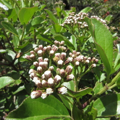 Ageratina tinifolia