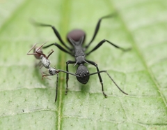 Polyrhachis bicolor