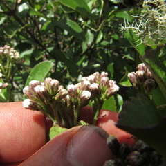 Ageratina tinifolia