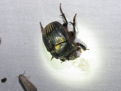 Dichotomius colonicus