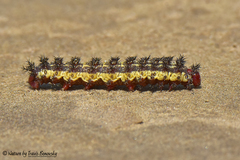 Hemileuca nevadensis