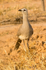Black-Legged Seriema photo 4