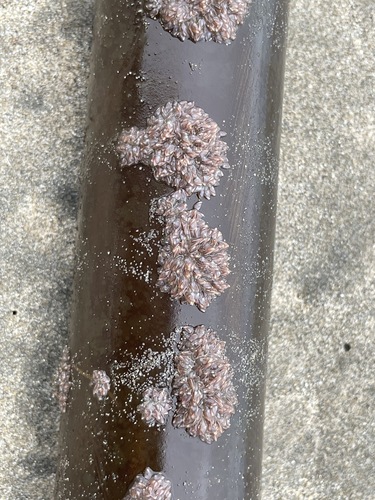 Pacific Gooseneck Barnacle