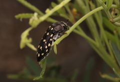 Acmaeodera delumbis
