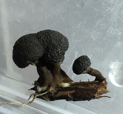 Tubifera microsperma