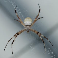Argiope katherina