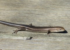 Lampropholis colossus