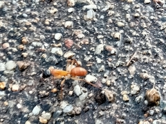 Camponotus nigriceps