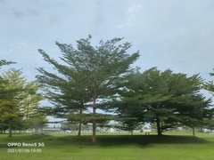 Terminalia molinetii