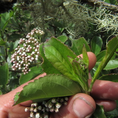 Ageratina tinifolia