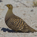 Sandgrouse - Photo (c) Yathin sk, some rights reserved (CC BY-SA)