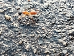 Camponotus nigriceps