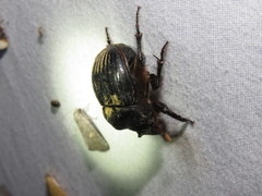 Dichotomius colonicus