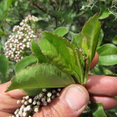 Ageratina tinifolia