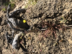 Malacothrix foliosa polycephala