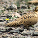 Pallas's Sandgrouse - Photo (c) Tomju48, some rights reserved (CC BY-SA)