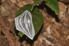 Acropteris rectinervata