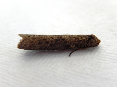 Lepidoscia euryptera