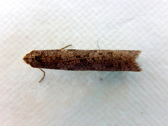 Lepidoscia euryptera