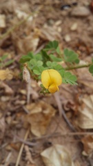 Aeschynomene viscidula