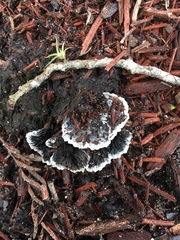 Thelephora cuticularis