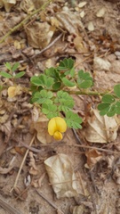 Aeschynomene viscidula