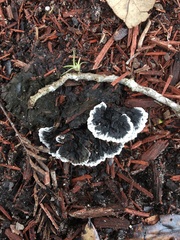 Thelephora cuticularis