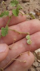 Aeschynomene viscidula