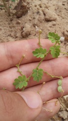 Aeschynomene viscidula