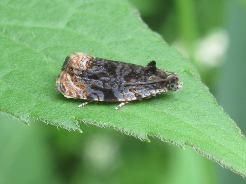 Olethreutes viburnanum