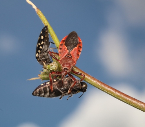 Desert Bee Assassin photo 4