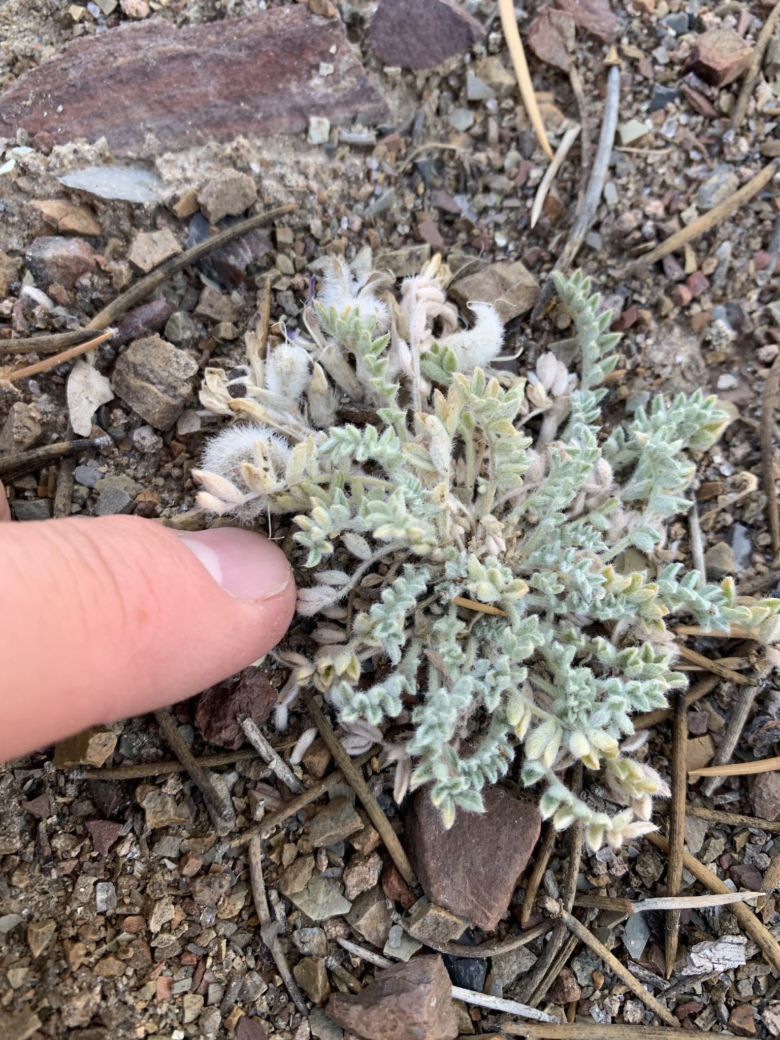 Astragalus purshii var. pumilio