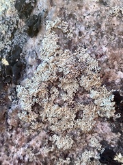 Arctoparmelia centrifuga