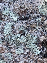 Arctoparmelia centrifuga