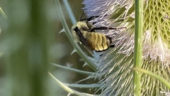 Bombus fervidus