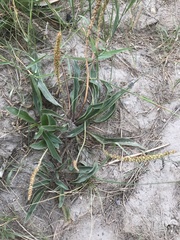 Plantago eriopoda