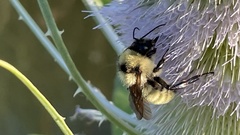 Bombus fervidus