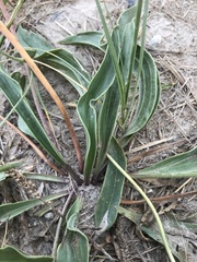 Plantago eriopoda