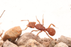 Cyphomyrmex wheeleri