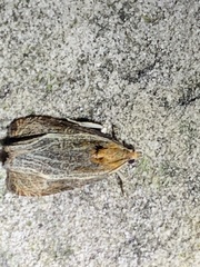 Olethreutes quadrifidum