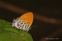 Drupadia ravindra