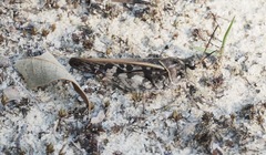 Pardalophora phoenicoptera