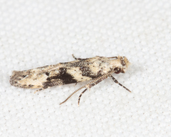 Coleotechnites atrupictella