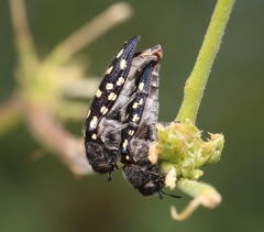 Acmaeodera delumbis