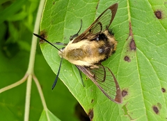 Hemaris diffinis