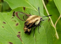 Hemaris diffinis